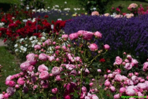 Rosen im Sortimentsgarten
