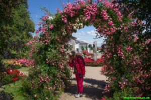 Rosen im Sortimentsgarten