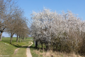 Durch die Obstwiesen