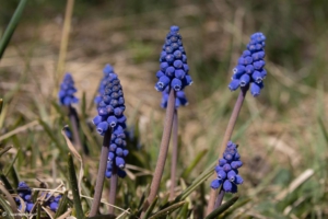 Frühlingsblumen