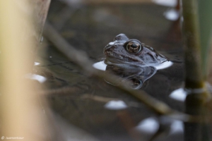 Frösche im Weiher