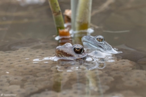 Frösche im Weiher