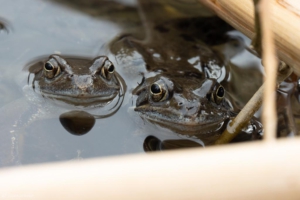 Frösche im Weiher