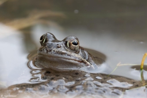 Frösche im Weiher