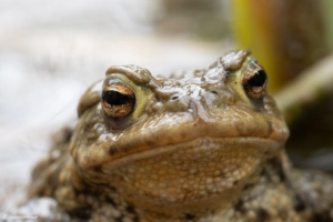 Frösche im Weiher