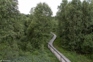 Holzweg durchs Hochmoor