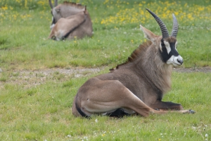 Safaripark Dvůr Králové