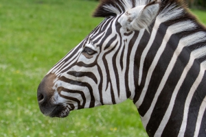 Safaripark Dvůr Králové