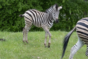 Safaripark Dvůr Králové