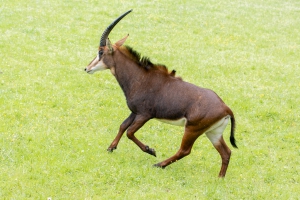 Safaripark Dvůr Králové