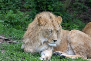 Safaripark Dvůr Králové