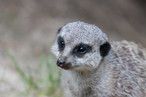 Safaripark Dvůr Králové