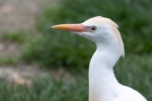 Safaripark Dvůr Králové