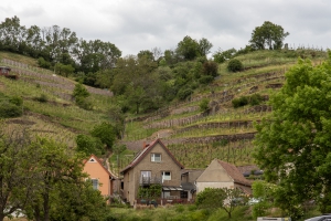 Weinberge an der Elbe