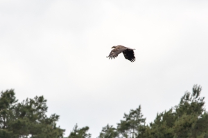 Ein Seeadler