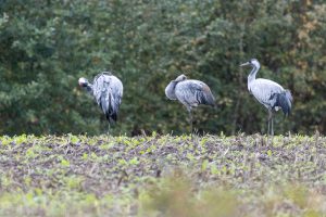 Kranische am Dümmer