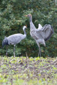 Kranische am Dümmer