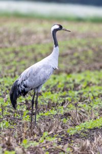Kranische am Dümmer