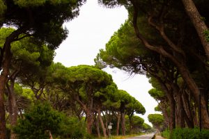 Pinien vor Camping Internazionale Etruria