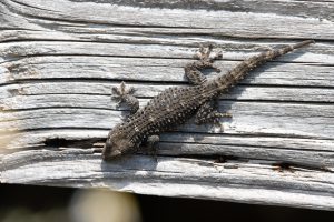Mauergecko