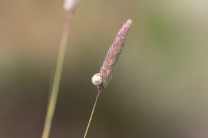 Riserva Naturale Diaccia Botrona