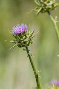 Riserva Naturale Diaccia Botrona