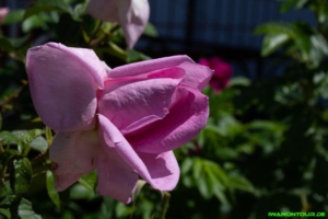 Rosen im Duftgarten
