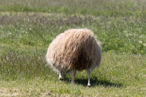 Schafe auf der Weise