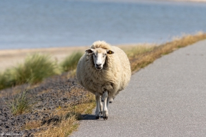 Schafe unterwegs am Deich