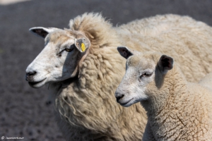 Schafe bei List