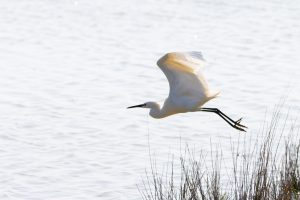 Valli von Comacchio