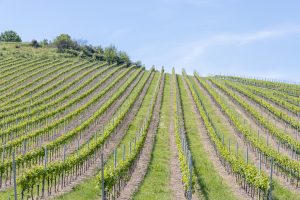 Auf dem Weg nach Brisighella
