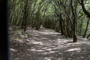 der Wanderweg